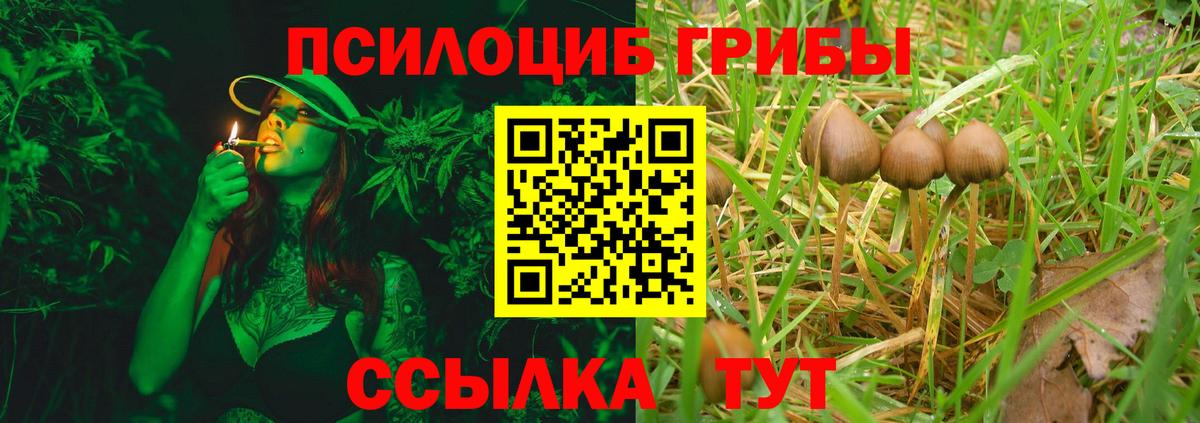 Волхов  Псилоцибиновые грибы Cubensis  Вход с VPN 